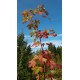 Tulivaahtera 'Jeffersred' (Acer × freemanii 'Jeffersred', kauppanimeltään Autumn Blaze®)